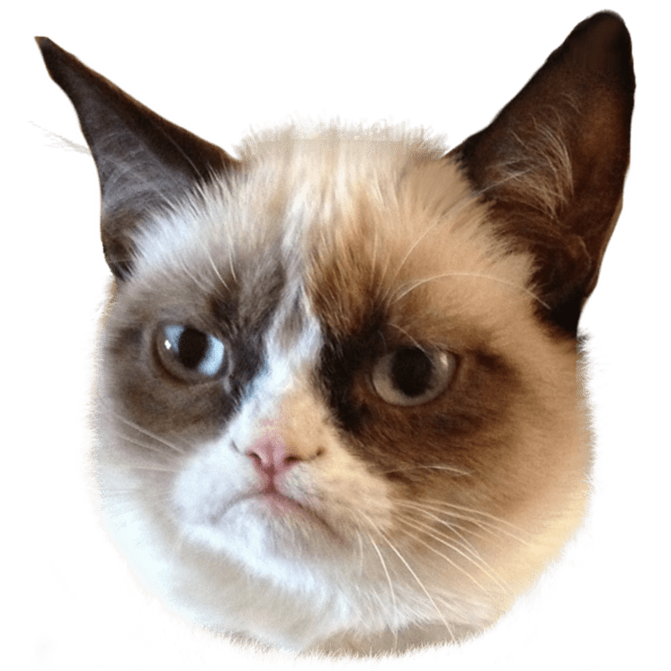 grumpy cat image